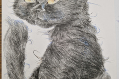 Karikatur-schwarze-Katze